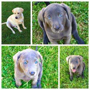 AKCBlackCharcoalSilverFactoredLabPuppies